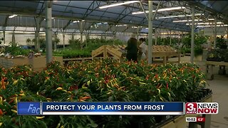 Protect your plants before freezing temps come this weekend