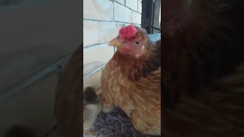 Olha os olhos azuis de minha galinha