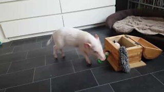 Denna lilla grisen tycker om att städa!