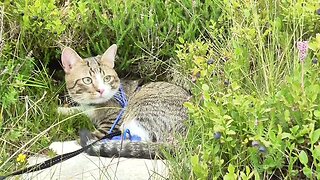 Cat with Injured Paw Travels in the Mountains