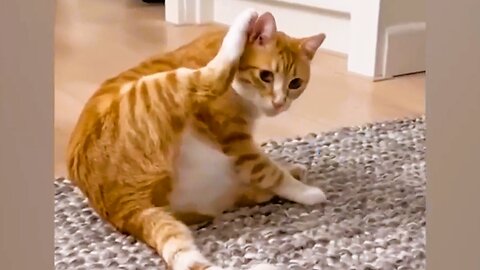 Funny Pet Video compilation