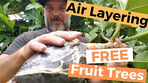 How To Air Layer Breadfruit ('Ulu)