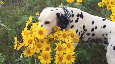 Dalmatian stops to smell the flowers