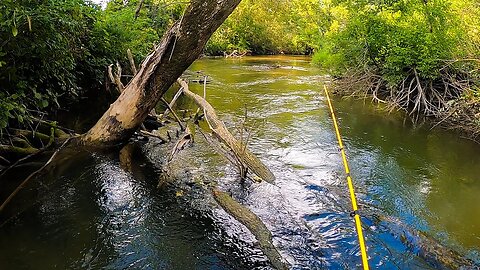 Catching BROOK and BROWN Trout with SLAYERSPINS