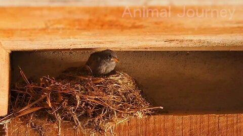 Cute + Little + Animals + + Dog, + Elephant, + Duck, + Rabbit, Chicken, Cat, Cow Learn familiar