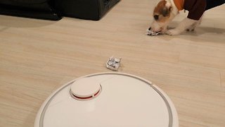 Thoughtful Jack Russell helps out robot vacuum