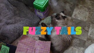 My Cats Try Fuzzy Tails Catnip Toys! 😻