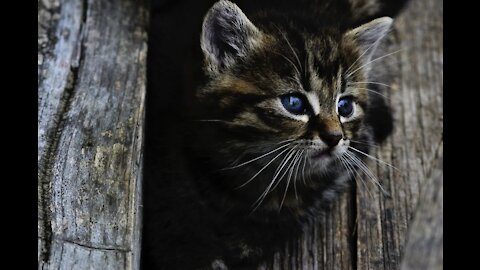 Cute cats want to nap