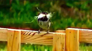 IECV NV #107 - 👀 Black Capped Chickadee On The Fence & In The Tree 6-21-2015