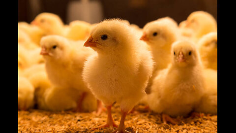 How our Black Hen first time feeding their little kids