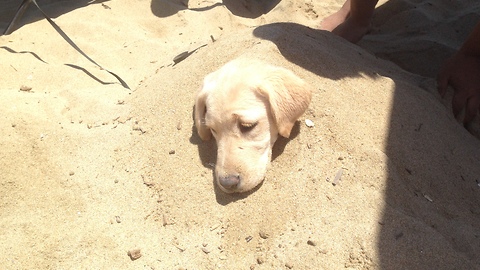 Puppy loves to be buried in sand