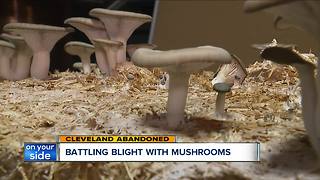 Turning mushrooms into building materials