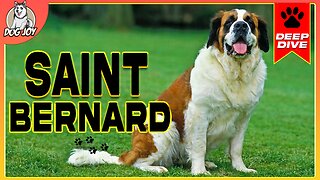 EVERYTHING You Need To Know About The SAINT BERNARD