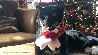 Cat has to be bribed to wear Santa outfit