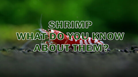 SHRIMP | WHAT DO YOU KNOW ABOUT THEM?