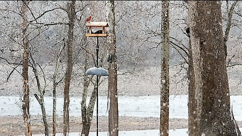 PETE AT THE FEEDER ON THIS RAINY MORNING