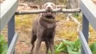 A Dog Tries To Cross A Narrow Bridge With A Giant Stick In His Mouth