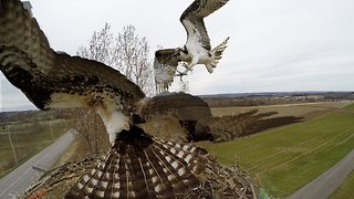 Osprey viciously attacks another osprey over nesting site