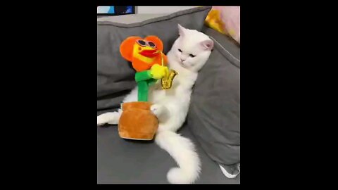 funniest_cute_cat__ppa_piu_piu_piu_😳🐯🤣🤣