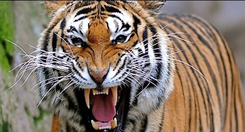 A predatory tiger