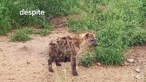 "Cute and Playful: Baby Hyenas at their Finest!"