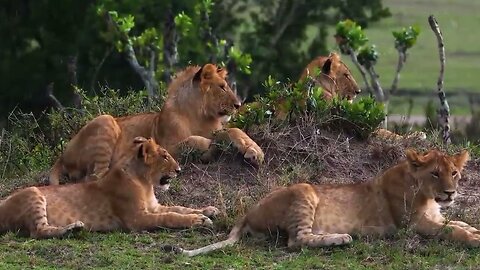 African Wildlife With Relaxing Nature_ Ultimate African Wildlife - Relaxing Nature In HD