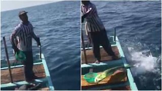 Fiskere mater ville delfiner i Libanon