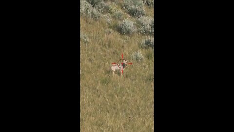 Hunting Coyotes #shorts #dog #animals #hunter #170