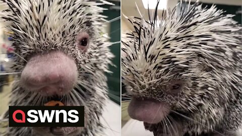 SOUND ON! Watch this adorable porcupine munch on sweet potatoes