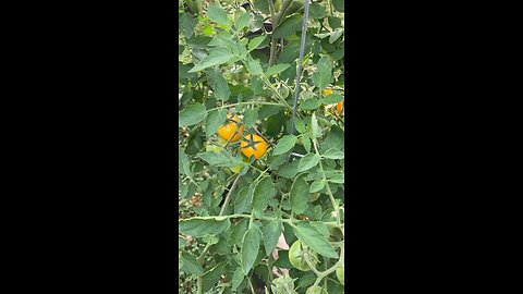 Cherry Tomatoes on the Vine