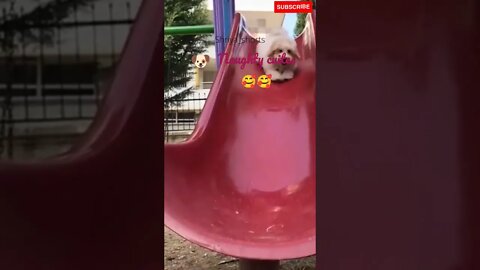 Cute Naughty Dogs #shorts #cutedogs #doglovers #dogvideos