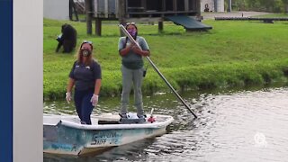 Watch Part 1: Training A Chimp with a Frisbee