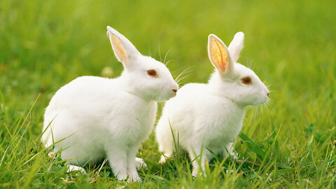 Amazing three twins rabbits