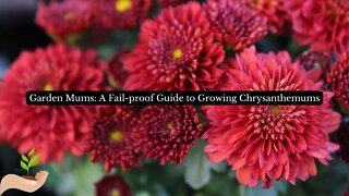 Garden Mums: A Fail-proof Guide to Growing Beautiful Chrysanthemums