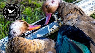 Lucky 13 - Brazilian Teal in Argentina | The Journey Within, South America Waterfowl Slam