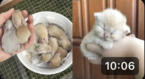 Cute baby animals Videos Compilation cute moment of the animals.