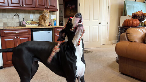 Amused Cat Watches Playful Great Danes Enjoy Toss & Tug Toy Fun