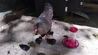 Broody Cream Legbar Hen and six new chicks.