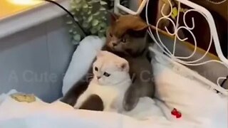 Funny Cats! 😹 It’s These Two Cute Kitties vs. Love 🛌💕😻💕 (#171) #Clips