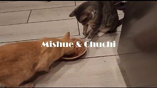 2023 M08 19 Mishue y Chuchi