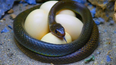 Stop Motion ASMR - Yummy Snakes for food Mud off Primitive Cooking IRL Recipe 4K - Cuckoo