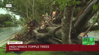 Storm uproots large ficus tree in Boca Raton