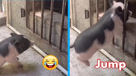 Fat piglets can't get into the barn to meet their funny mom