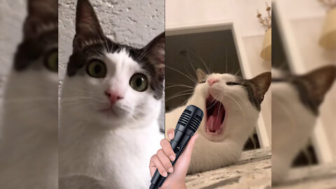 Funny singing cats//Cat singing//very funny video