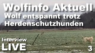 Wolfinfo Aktuell LIVE Interview ( Niedersachsen: Wolf ganz entspannt trotz Herdenschutzhunden )