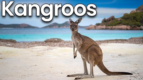 All about Kangaroos for Kids: Kangaroos Facts and Information for Children