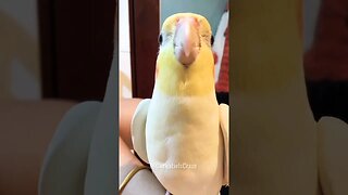 Adorable Cockatiel Singing Cookie 🍪 Song 🎵 😍 #birdsinging