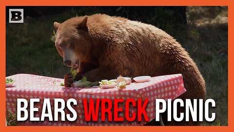 Be-ar Aware! Oakland Zoo Demonstrates Bears Wrecking Mock Picnic Campsite for Food