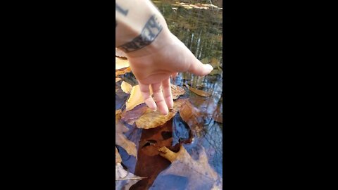 ASMR | Tapping On The Creek, Water Sounds, Leaf On Your Face