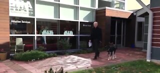 President Joe Biden's dog involved in another biting incident